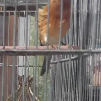 سهره قناری ابلغ ریزه خون|پرنده|تهران, تهرانپارس غربی|دیوار