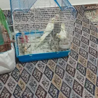 عروس هلندی|پرنده|رشت, عینک|دیوار