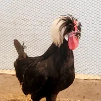 خروس جوان  سلطان. لهستانی|حیوانات مزرعه|اهواز, گلستان|دیوار