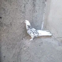 کفتر|پرنده|تهران, قصر فیروزه ۲|دیوار