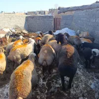 25رس کاورتقلی ویک عدد قوچ