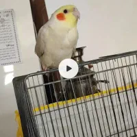 عروس هلندی گمشده