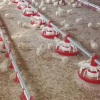 کارگر مرغداری تمام اتوماتیک راحت