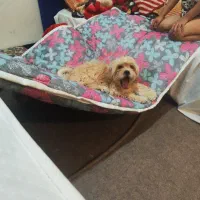 واگذاری سگ شیتزو