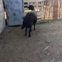 1راس میش کردستانی قوچ خورده اتوبوسی