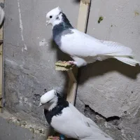 یک جفت طوقی