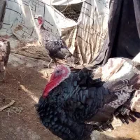 بوقلمون برنز نر و ماده