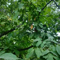 فروش باغ|فروش خانه و ویلا|الموت, |دیوار