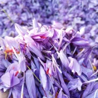 زعفران تازه از خود کشاورز|عمدهفروشی|قلندر آباد, |دیوار