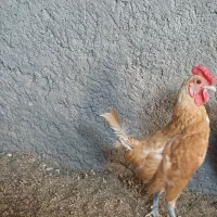فروش خروس سبرایت