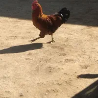 خروس  فروشی