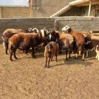 میش وبره|حیوانات مزرعه|الیگودرز, |دیوار