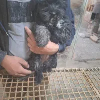 دوعددسگ شیتزوماده