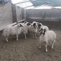 بره کله بور سنجابی|حیوانات مزرعه|سرایان, |دیوار