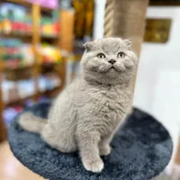 گربه های زیبا مجموعه ی ایران کتز|گربه|یزد, |دیوار