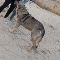 سگ پژدر4ساله|سگ|زنجان, |دیوار