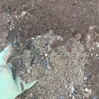 خاک گل کود|گل و گیاه طبیعی|گلبهار, شهر جدید گلبهار|دیوار