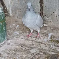 کبود دم سفید ماده