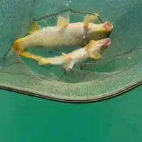 اجاره قایق برا ماهیگیری لنسر