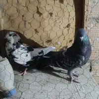 یازده کفتر  پرشی