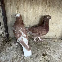 کفتر پرشی|پرنده|ری, صالحآباد شرقی|دیوار