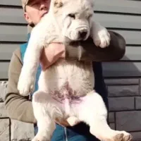 آلابای کائو روسی|سگ|تهران, بوستان سرخه حصار|دیوار