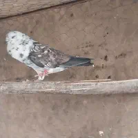 کبوتر|پرنده|گرمسار, |دیوار