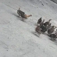 جوجه سه ماهه