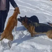 واگزاری دوعدد ژرمن ماده|سگ|سبزوار, شرق کال عیدگاه|دیوار