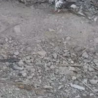 کفتر گمشده|حیوانات|بندرعباس, |دیوار