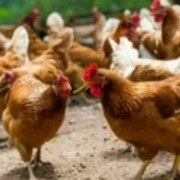 مرغ و خروس سیا درشت جهت قربانی با پیک