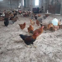 مرغ وخروس گلپایگان