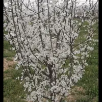 خانه باغ خشکه دول/وشکه وول حسن آباد|فروش دفتر صنعتی، کشاورزی، تجاری|سنندج, |دیوار