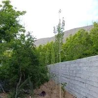 باغ شهری/ ۶۰۰ متری/فاروق/پرداخت شرایطی|فروش زمین و ملک کلنگی|سیدان, |دیوار