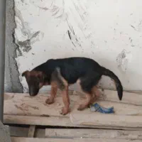 واگذاری|سگ|شیراز, نیستان|دیوار