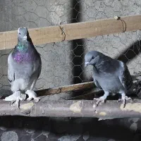 کفتر سبز سوسنی کوهی|پرنده|شیراز, تحویلی|دیوار