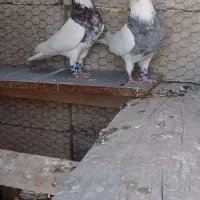 کبوتر طوقی هفت رنگ