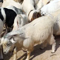 کهره نر چاق