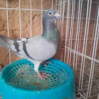 عربستان و ماده مولر