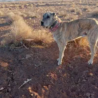 سگ گمشده|حیوانات|زیرکوه, |دیوار