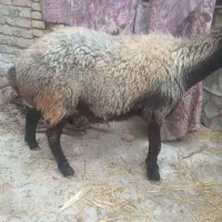 گوسفند ماده