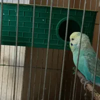 مرغ عشق رینبومولد|پرنده|بندرعباس, |دیوار