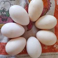 تخم مرغ گلین