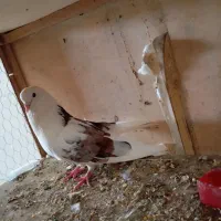 عطیقه