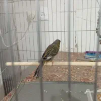 قناری سبز چمنی