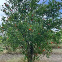 فروش باغ ۱۸ ساله با چاه اب در جاده قدیم کردکوی|فروش زمین و ملک کلنگی|گرگان, |دیوار