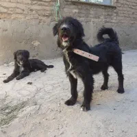 پاکوتاه نگهبان
