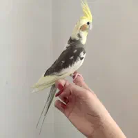 عروس هلندی (نر)