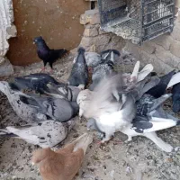 کبوتر‌شهرستانی‌وساده‌و‌هفترنگ|پرنده|بومهن, |دیوار