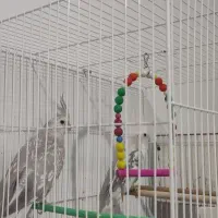 عروس دوکت آلبینو ایزابلا. لوتینو  و‌دوکت لوتینو